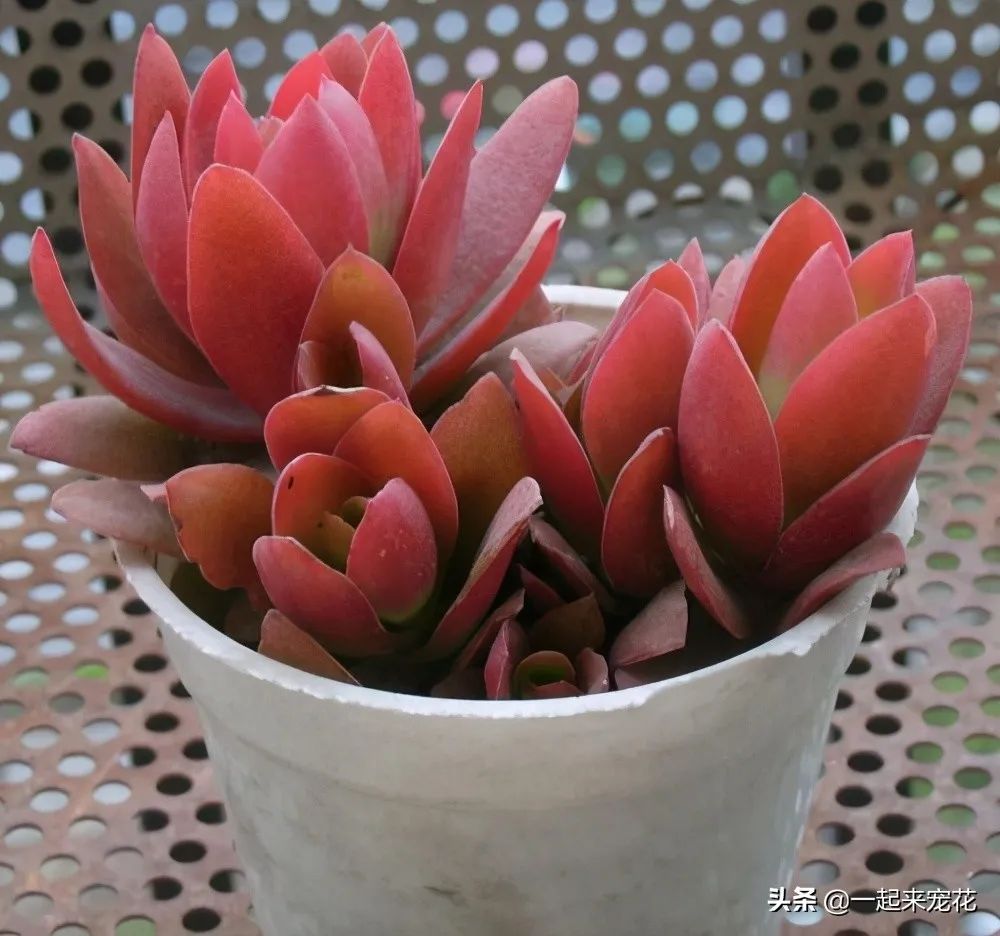 火祭多肉好養(yǎng)嗎_多肉火祭的寓意_多肉火祭風(fēng)水?dāng)[放禁忌