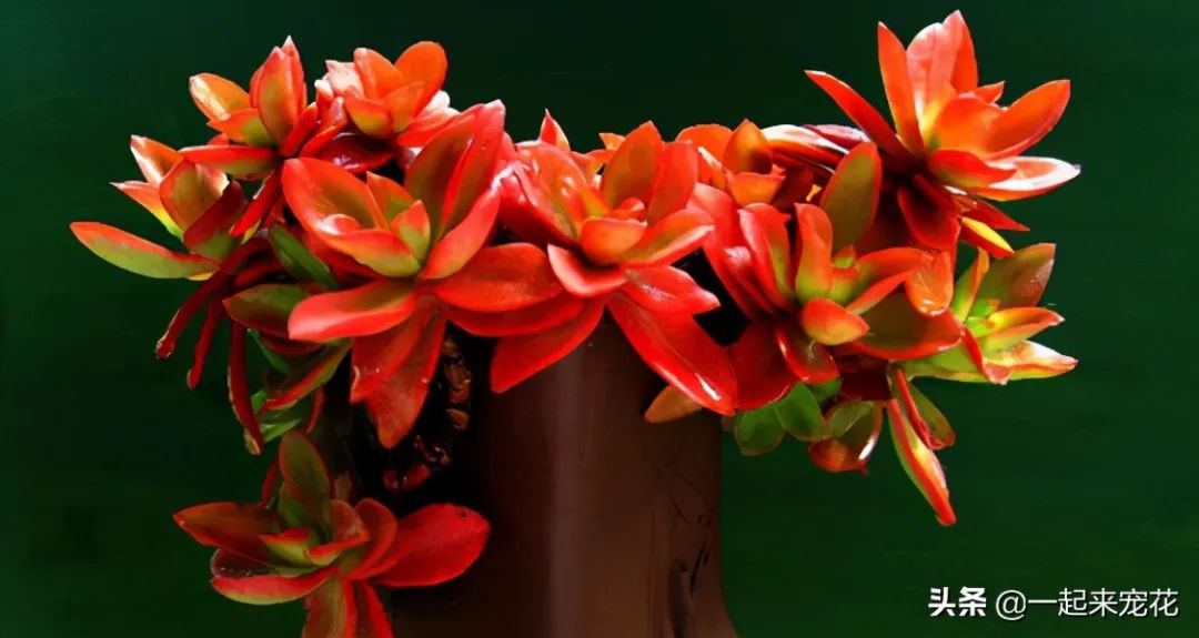 多肉火祭的寓意_火祭多肉好養(yǎng)嗎_多肉火祭風(fēng)水?dāng)[放禁忌