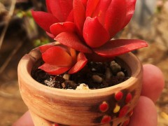 春天養(yǎng)多肉火祭，簡單“三步走”，葉子紅艷似火苗，誰見了都夸美