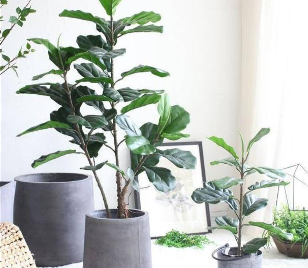 屋里凈化空氣綠植會死嗎_屋里凈化空氣綠植_凈化室內(nèi)空氣綠植