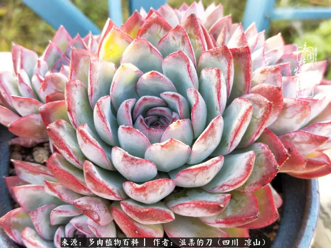 灰姑娘多肉好養(yǎng)嗎_多肉灰姑娘怎么護(hù)養(yǎng)_多肉灰姑娘耐寒嗎