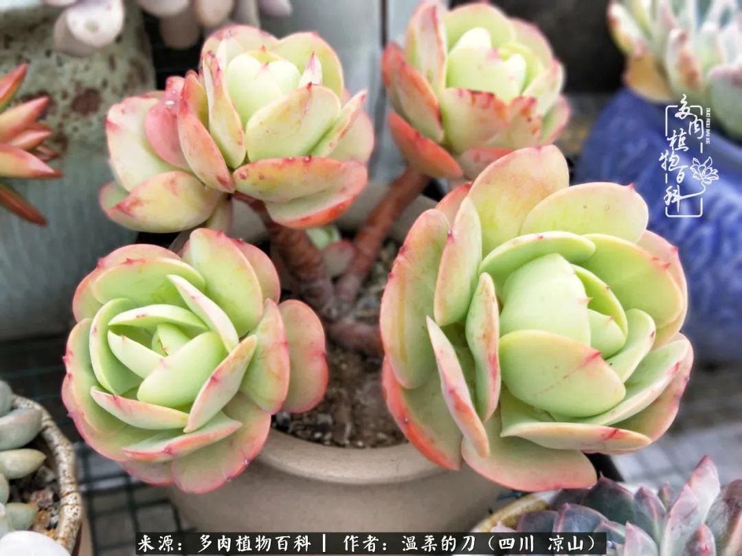 多肉灰姑娘耐寒嗎_灰姑娘多肉好養(yǎng)嗎_多肉灰姑娘怎么護(hù)養(yǎng)