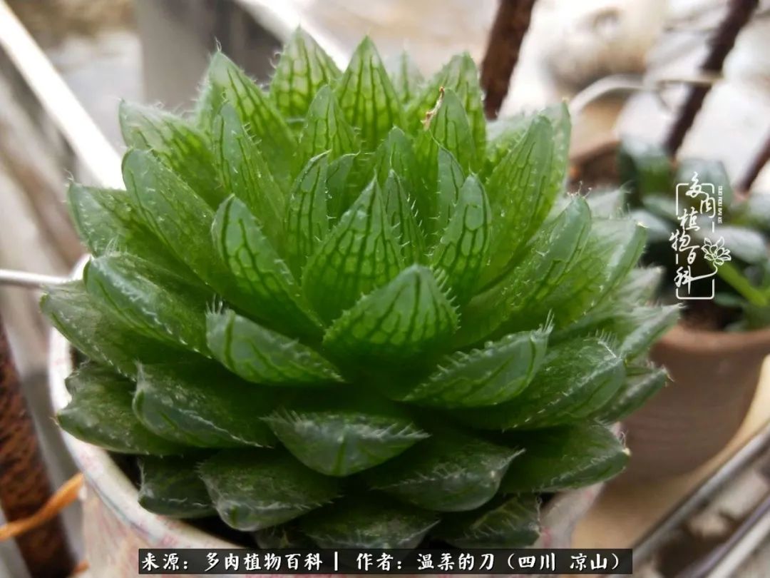 多肉灰姑娘怎么護(hù)養(yǎng)_多肉灰姑娘耐寒嗎_灰姑娘多肉好養(yǎng)嗎