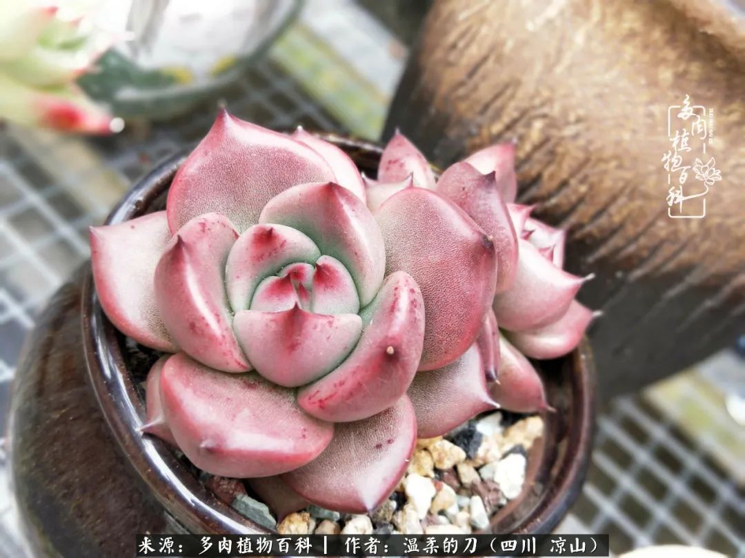 灰姑娘多肉好養(yǎng)嗎_多肉灰姑娘耐寒嗎_多肉灰姑娘怎么護(hù)養(yǎng)