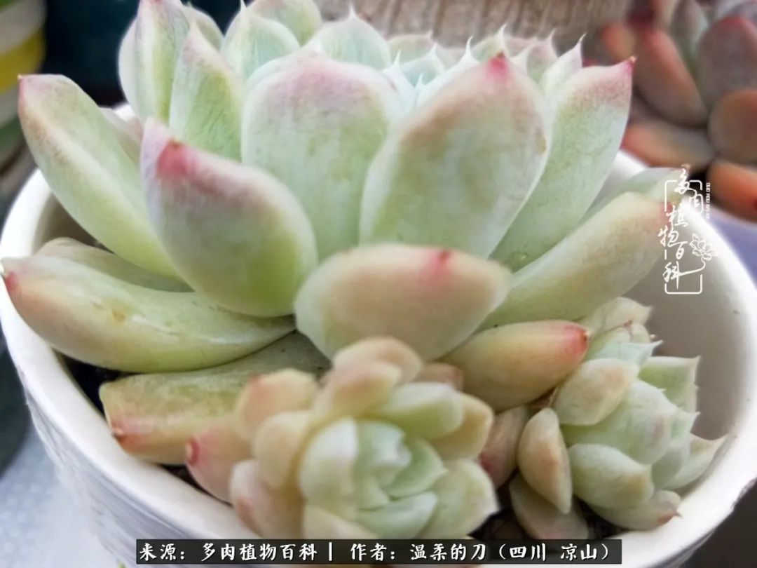 灰姑娘多肉好養(yǎng)嗎_多肉灰姑娘耐寒嗎_多肉灰姑娘怎么護(hù)養(yǎng)