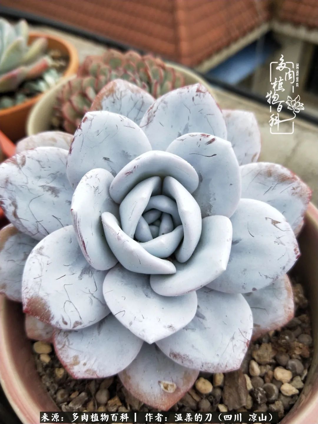 多肉灰姑娘怎么護(hù)養(yǎng)_灰姑娘多肉好養(yǎng)嗎_多肉灰姑娘耐寒嗎