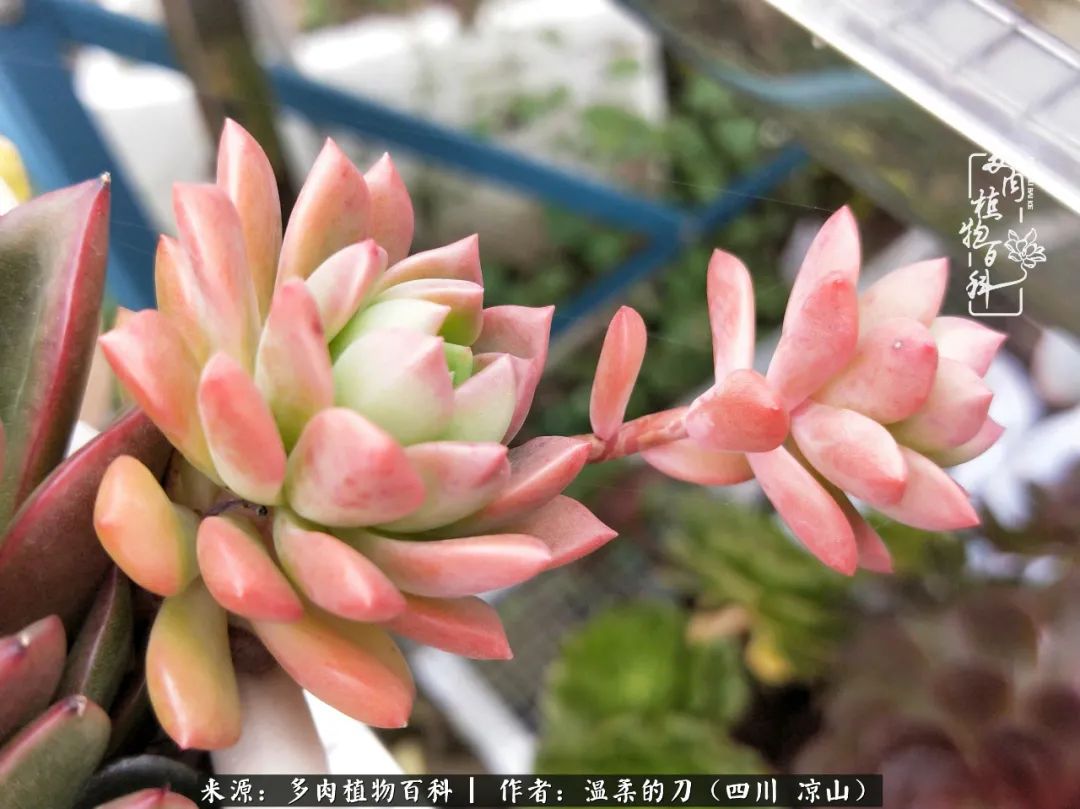 多肉灰姑娘怎么護(hù)養(yǎng)_灰姑娘多肉好養(yǎng)嗎_多肉灰姑娘耐寒嗎