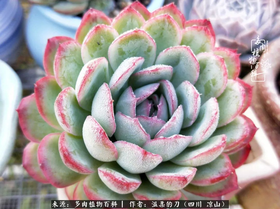 多肉灰姑娘怎么護(hù)養(yǎng)_多肉灰姑娘耐寒嗎_灰姑娘多肉好養(yǎng)嗎