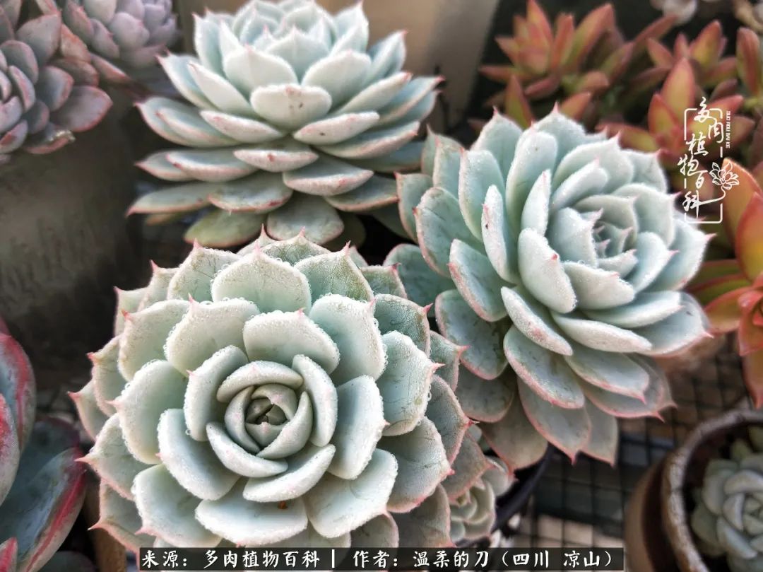 多肉灰姑娘耐寒嗎_灰姑娘多肉好養(yǎng)嗎_多肉灰姑娘怎么護(hù)養(yǎng)