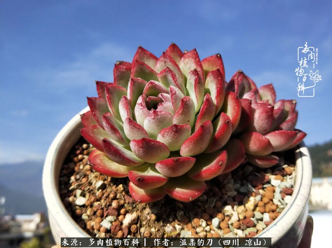 多肉灰姑娘耐寒嗎_多肉灰姑娘怎么護(hù)養(yǎng)_灰姑娘多肉好養(yǎng)嗎