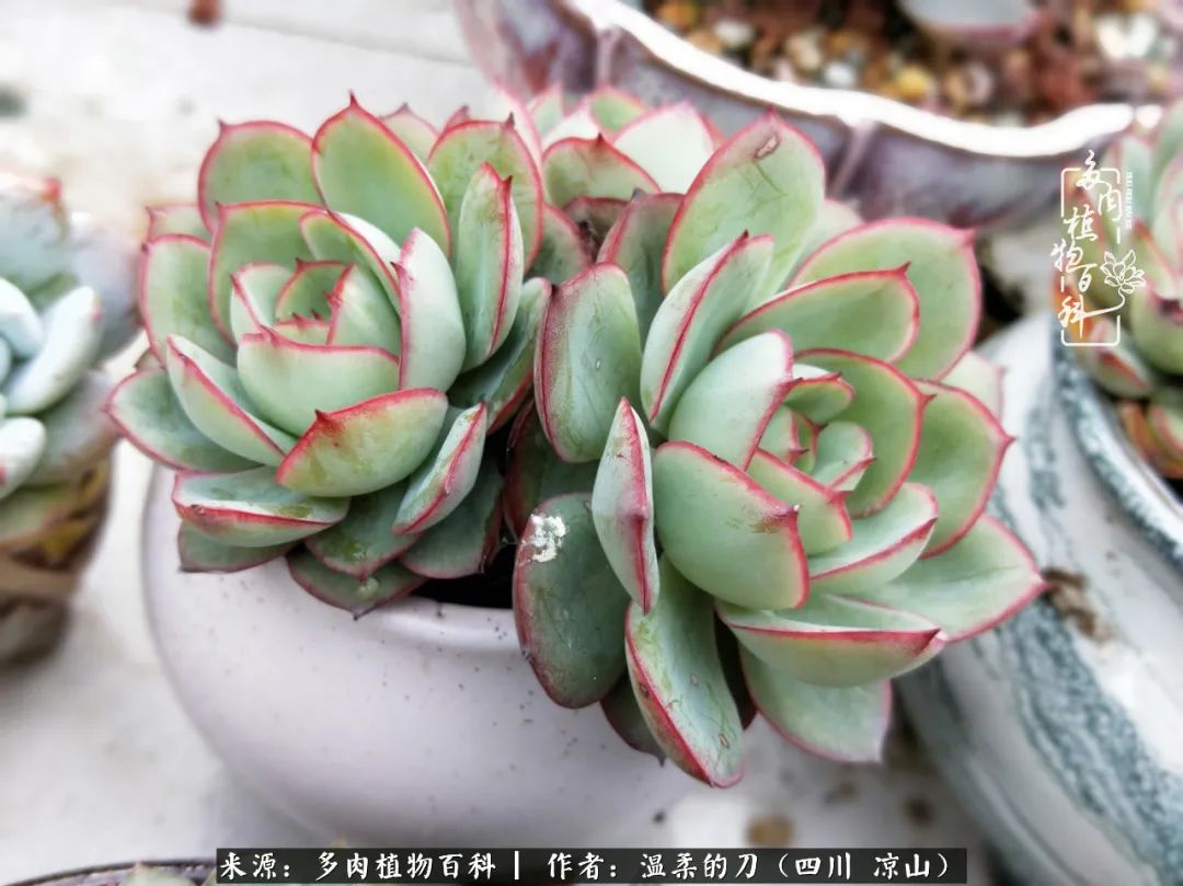 灰姑娘多肉好養(yǎng)嗎_多肉灰姑娘耐寒嗎_多肉灰姑娘怎么護(hù)養(yǎng)