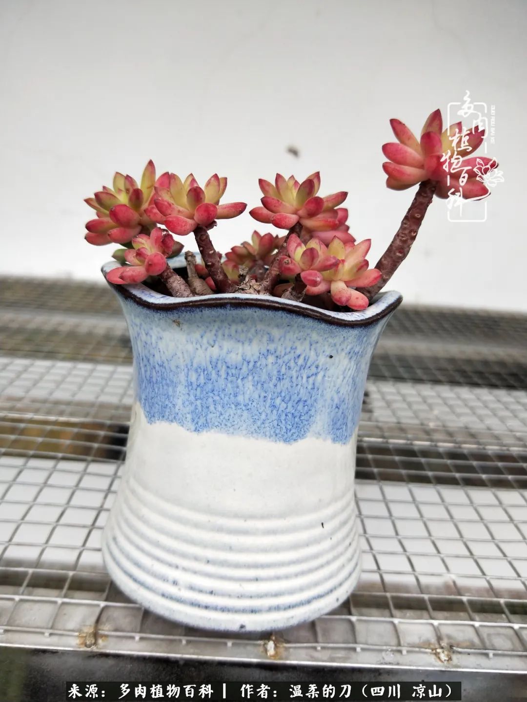 多肉灰姑娘耐寒嗎_多肉灰姑娘怎么護(hù)養(yǎng)_灰姑娘多肉好養(yǎng)嗎