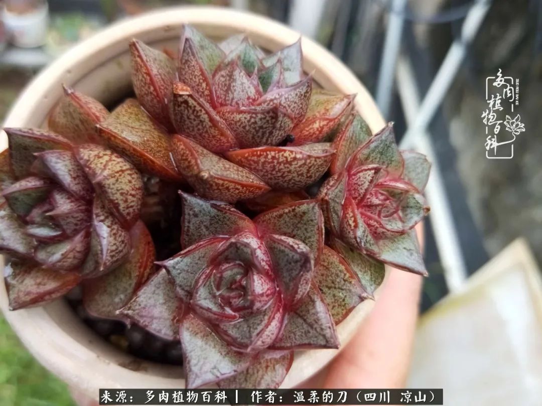 灰姑娘多肉好養(yǎng)嗎_多肉灰姑娘怎么護(hù)養(yǎng)_多肉灰姑娘耐寒嗎