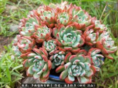 “多肉相伴，歲月生香，愿現(xiàn)世安穩(wěn)，許四季花開(kāi)”