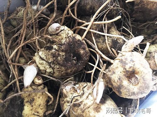 黃精藥材畝產(chǎn)_黃精藥材畝產(chǎn)_黃精藥材畝產(chǎn)