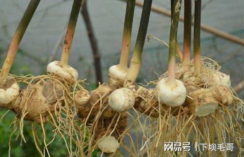 黃精藥材畝產(chǎn)_黃精藥材畝產(chǎn)_黃精藥材畝產(chǎn)