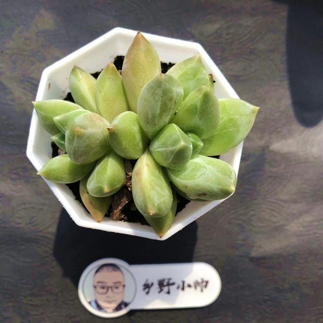 彩虹多肉好養(yǎng)嗎_多肉植物彩虹好養(yǎng)嗎_多肉彩虹難養(yǎng)